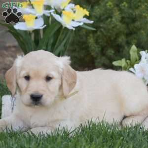 Buster, Golden Retriever Puppy