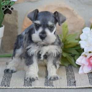 Triscuit, Miniature Schnauzer Puppy