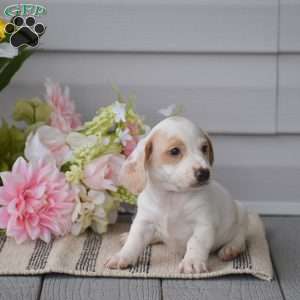 Noah-Mini, Dachshund Puppy