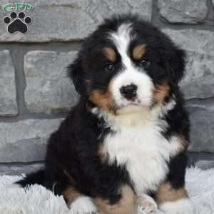 Buster, Bernese Mountain Dog Puppy