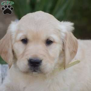 Buster, Golden Retriever Puppy