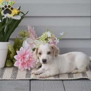 Noah-Mini, Dachshund Puppy
