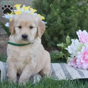 Brittney, Golden Retriever Puppy