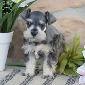 Triscuit, Miniature Schnauzer Puppy