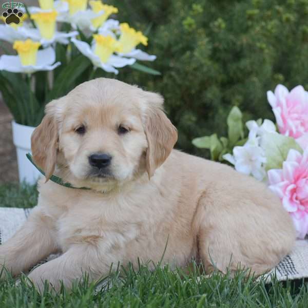 Brittney, Golden Retriever Puppy