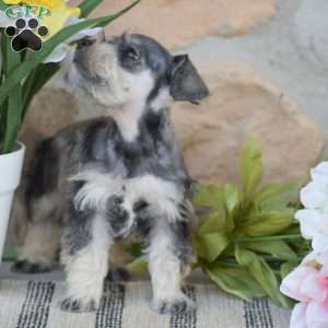 Triscuit, Miniature Schnauzer Puppy