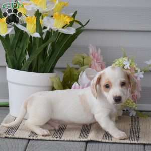 Noah-Mini, Dachshund Puppy