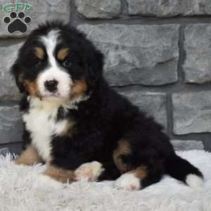 Buster, Bernese Mountain Dog Puppy