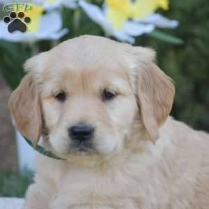 Brittney, Golden Retriever Puppy