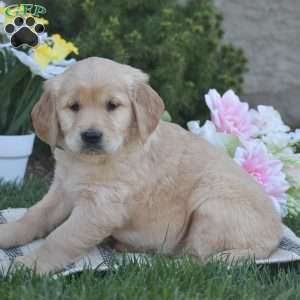Brittney, Golden Retriever Puppy