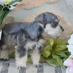 Triscuit, Miniature Schnauzer Puppy