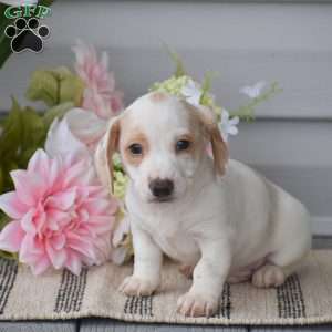 Noah-Mini, Dachshund Puppy