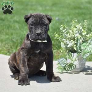 Colton, Cane Corso Puppy