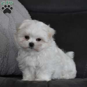 Ollie, Maltese Puppy
