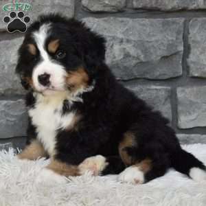 Buster, Bernese Mountain Dog Puppy