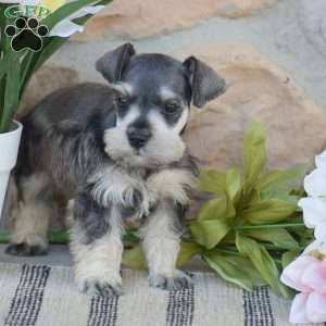 Triscuit, Miniature Schnauzer Puppy