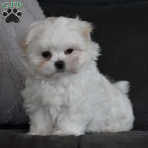 Ollie, Maltese Puppy