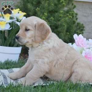 Brittney, Golden Retriever Puppy