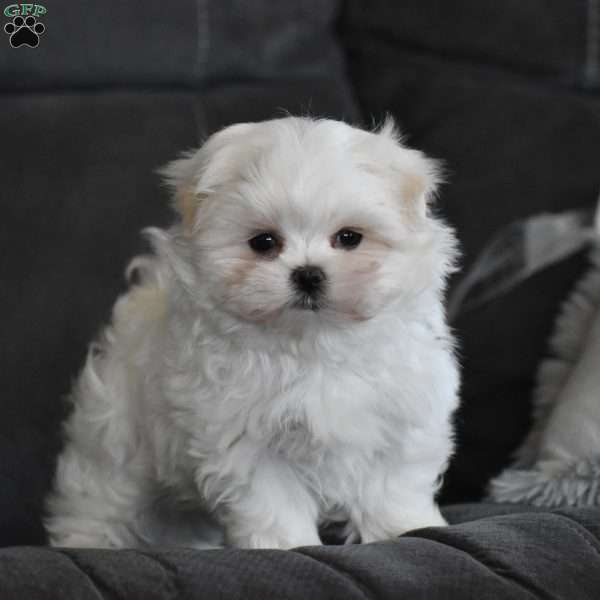 Ollie, Maltese Puppy