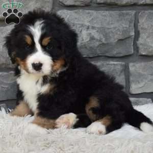 Buster, Bernese Mountain Dog Puppy