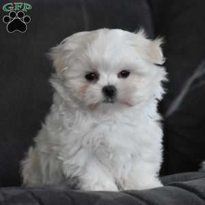 Ollie, Maltese Puppy