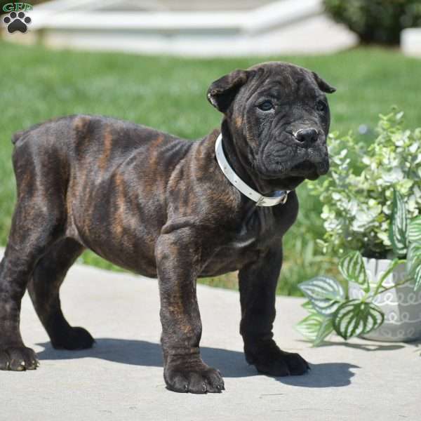 Colton, Cane Corso Puppy