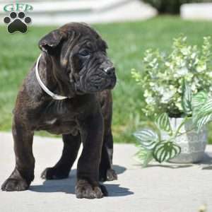 Colton, Cane Corso Puppy