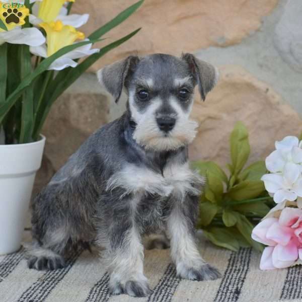 Tanya, Miniature Schnauzer Puppy