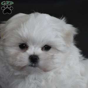Ollie, Maltese Puppy