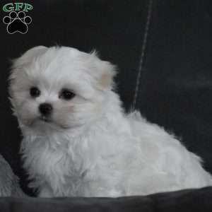 Ollie, Maltese Puppy