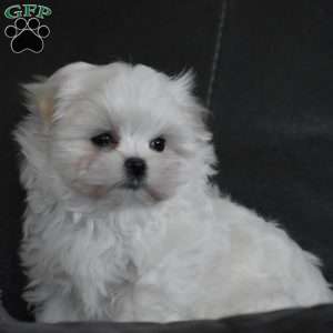 Ollie, Maltese Puppy