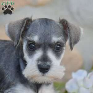 Tanya, Miniature Schnauzer Puppy