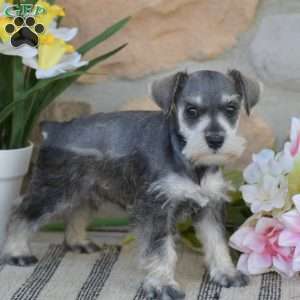 Tanya, Miniature Schnauzer Puppy