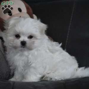 Ollie, Maltese Puppy