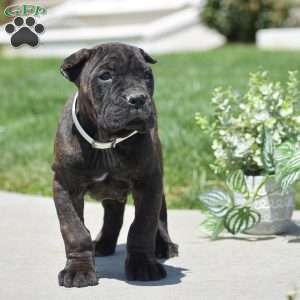 Colton, Cane Corso Puppy