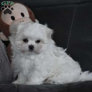 Ollie, Maltese Puppy