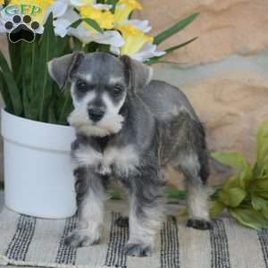 Tanya, Miniature Schnauzer Puppy