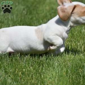 Noah-Mini, Dachshund Puppy