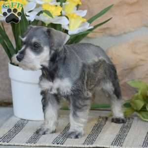 Tanya, Miniature Schnauzer Puppy