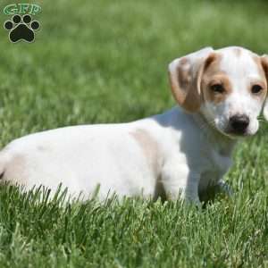 Noah-Mini, Dachshund Puppy