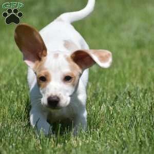 Noah-Mini, Dachshund Puppy