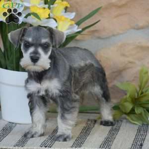 Tanya, Miniature Schnauzer Puppy