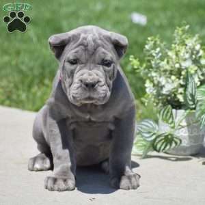 Cali, Cane Corso Puppy