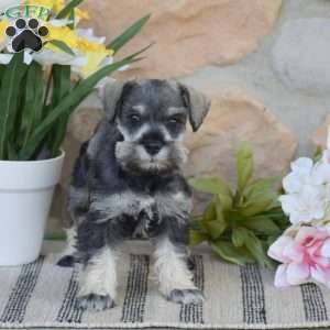 Tinker, Miniature Schnauzer Puppy