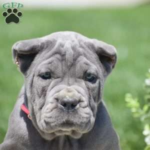 Cali, Cane Corso Puppy