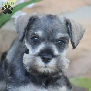 Tinker, Miniature Schnauzer Puppy