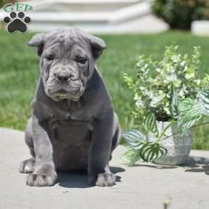 Cali, Cane Corso Puppy