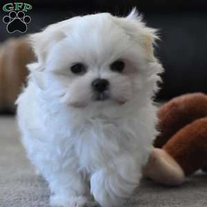 Ollie, Maltese Puppy