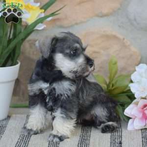 Tinker, Miniature Schnauzer Puppy
