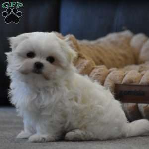 Ollie, Maltese Puppy